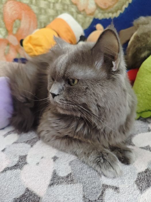 Отдам даром кота