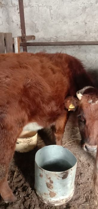 Продам скот срочно