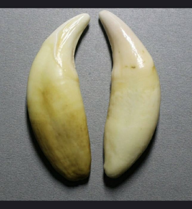 1 buc. 35-40 mm: Colț de lup folosit ca piatra de agata la slefuit aur