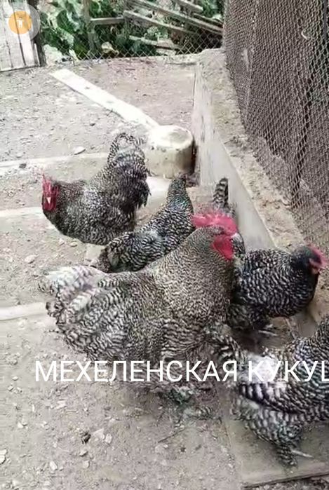 Продам Цыплят. Цены разные..