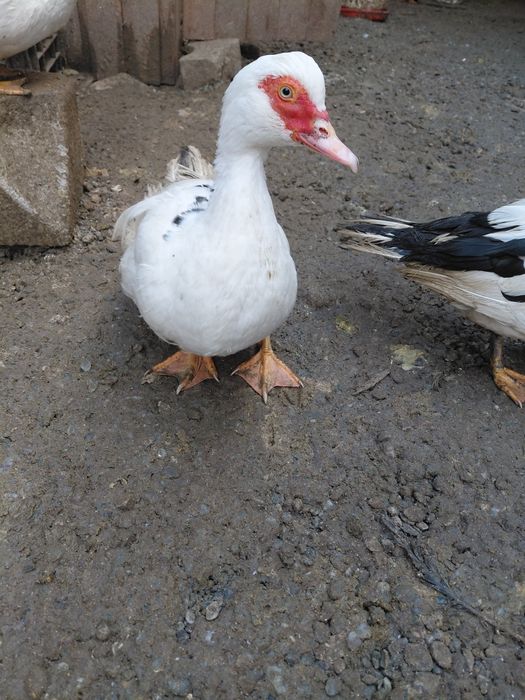 Vând   Rațe  tinere  Mute