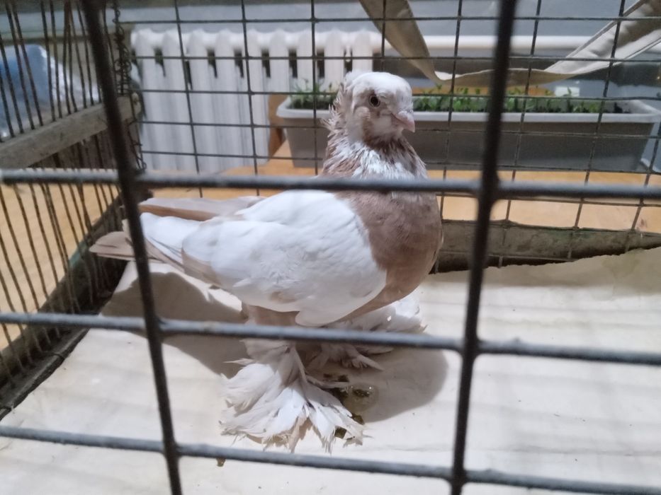 Голуби. Начаты две самки