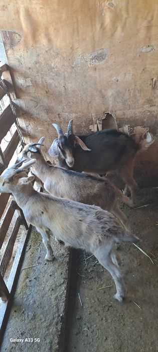 Лақтар 2 ұрғашы, 1 еркек