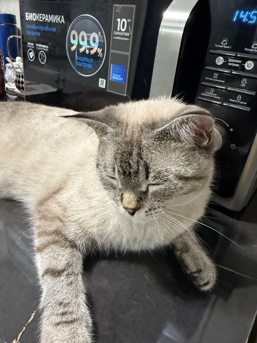 Отдаю кота даром