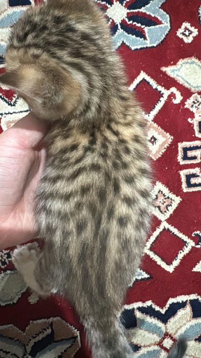 Бенгалка мама , папа обычный кот