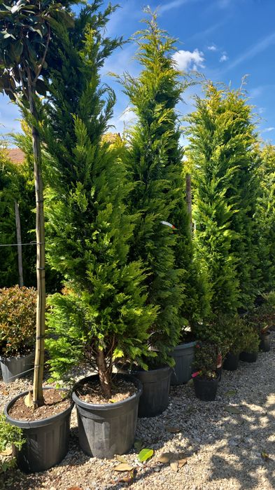 Lelendy dimensiuni mari 2.50/4m
