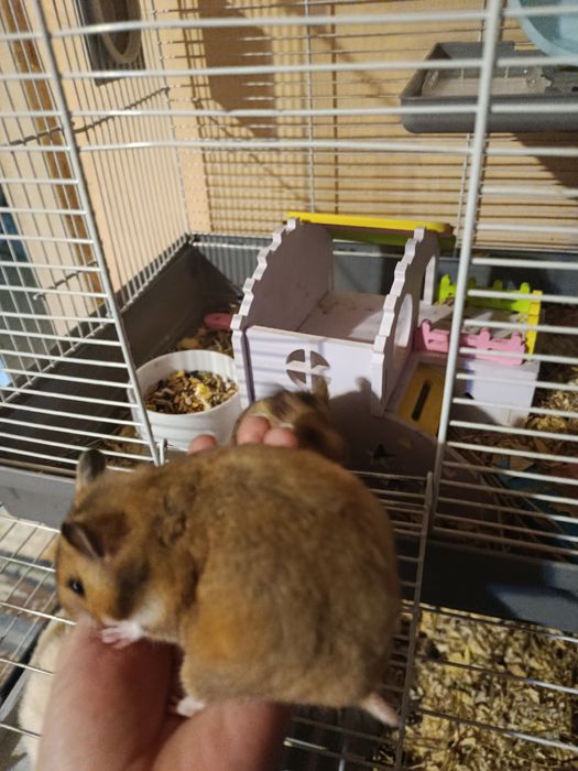 Продам сирийских хомяков