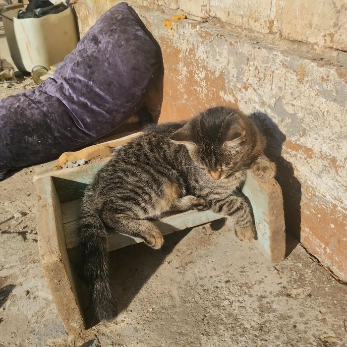 Отдам котенка мальчик