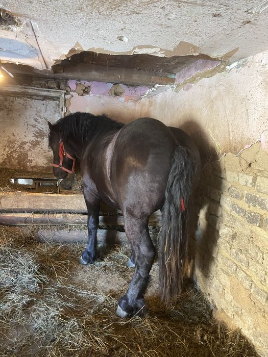 Vand manz foarte frumos