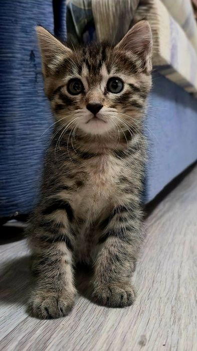 Котенок ищет семью!