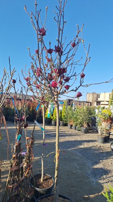 Plante ornamentale ptr gradina magnolia arțar japonezi Măslini palmier