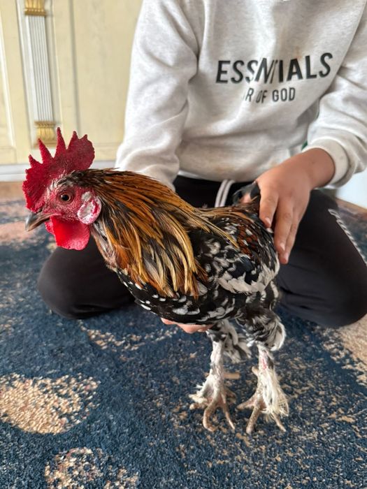 Карликовый петух