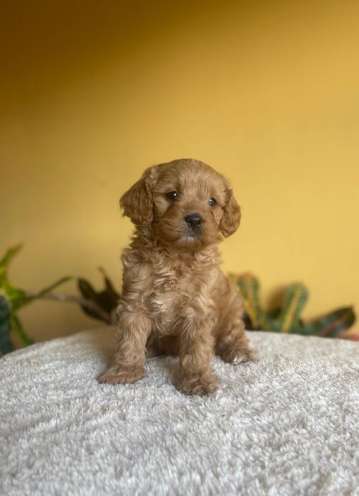 Кавапу / Cavapoo