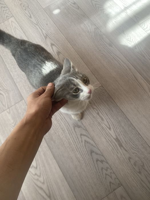 Отдам котенка в хорошие руки