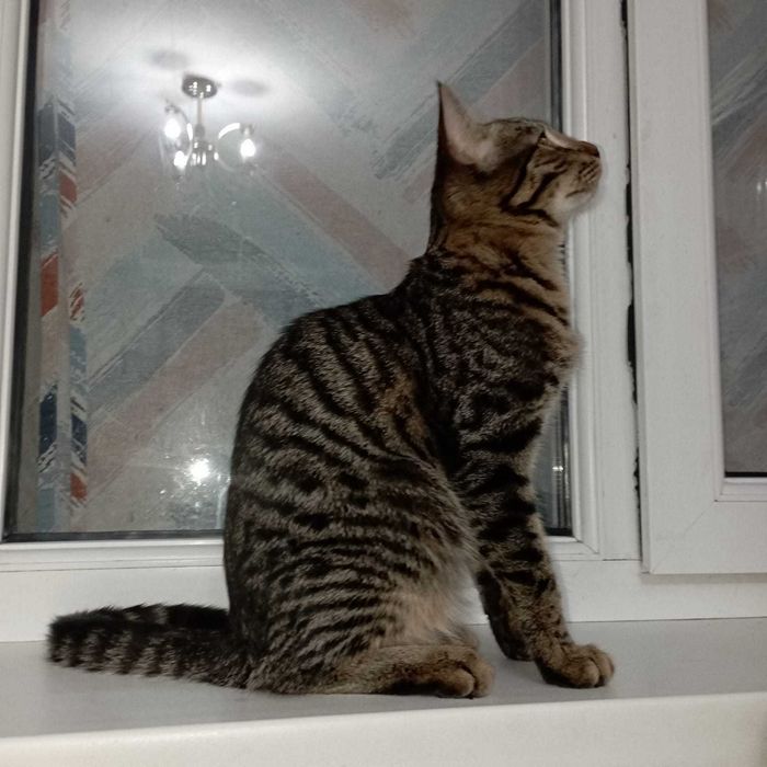 Котята-мальчишки