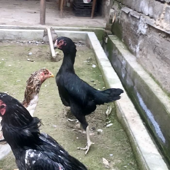 Shamo makiyon sotiladi