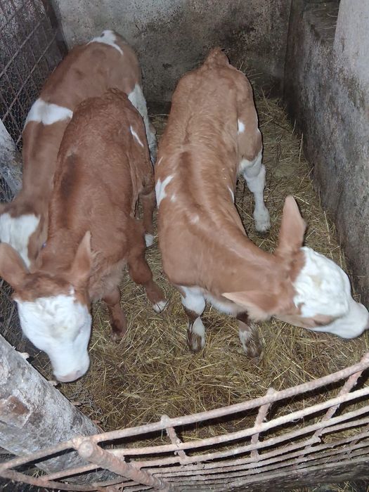 Vite de vânzare de doua luni