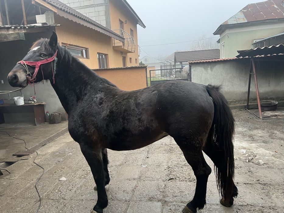 Vand 2 carlane frumoase