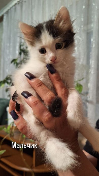 Отдам котят в добрые руки