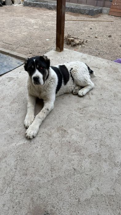 Продается тобет (сука)