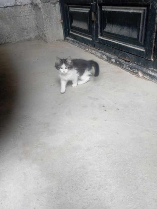 Мушук текинга,яхши инсонлага берилади