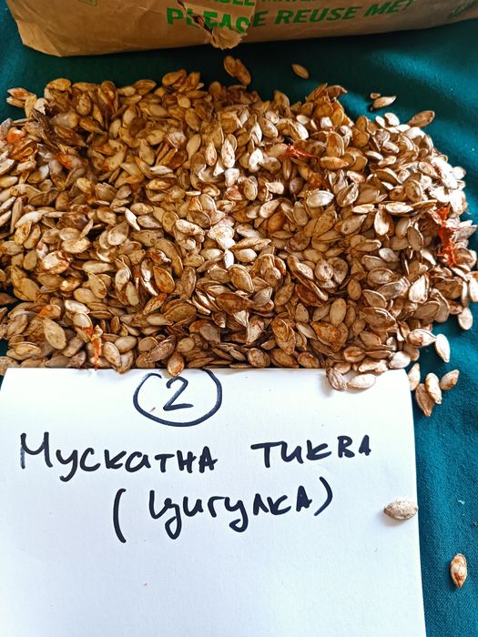 Продавам тиквени семки за сеене