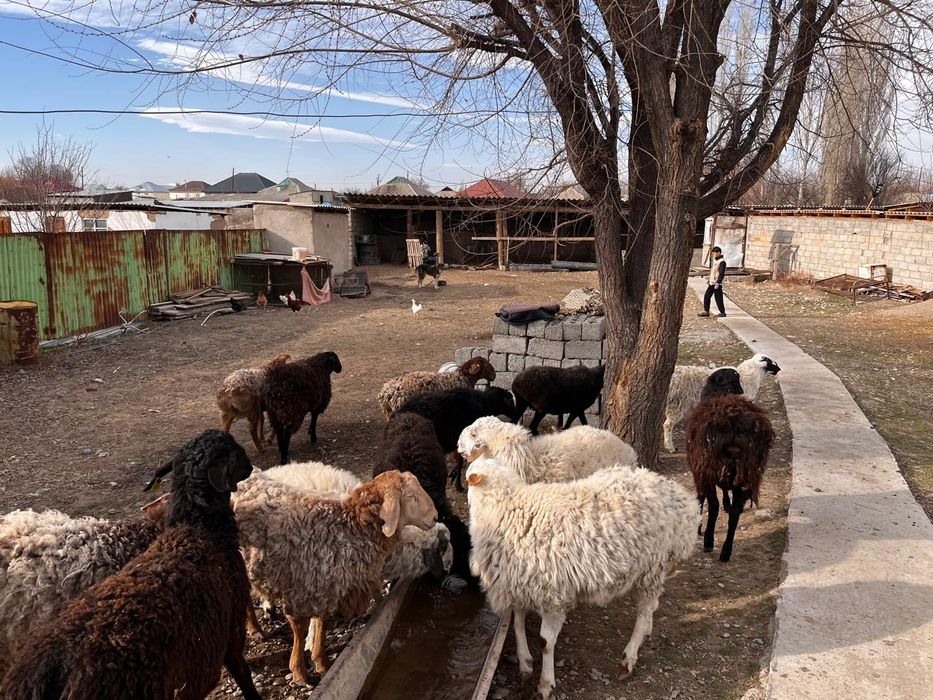 Қошқарлар сатылады