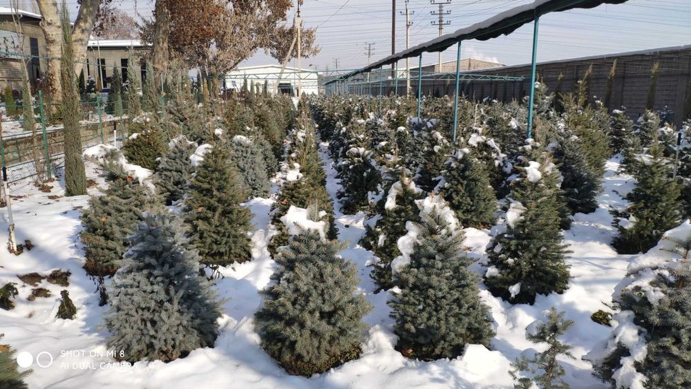 Голубая (зеленая) ель