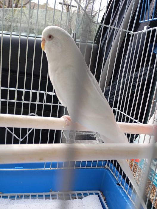 Попугай волнистый