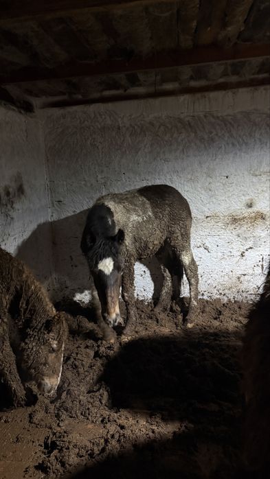 Тай откорм жылқы конина