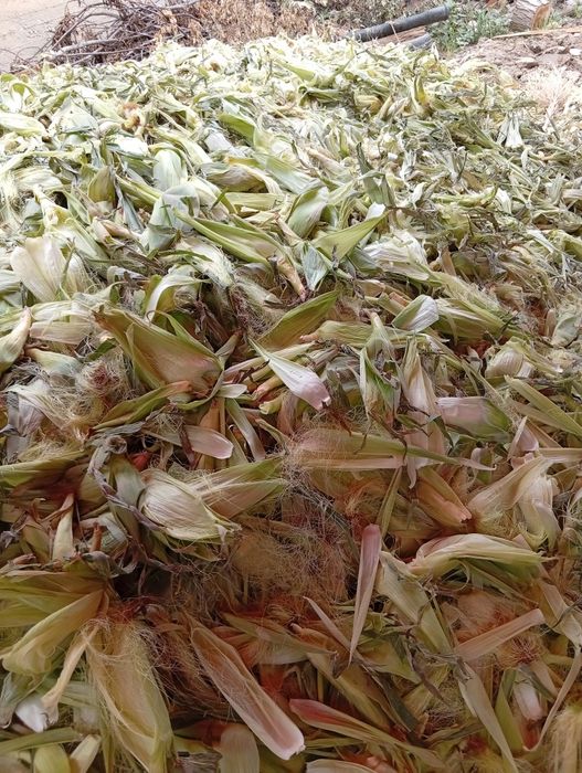 Tekin!!! Joxori pochogi tekin kinga kerak bolsa olib ketilar