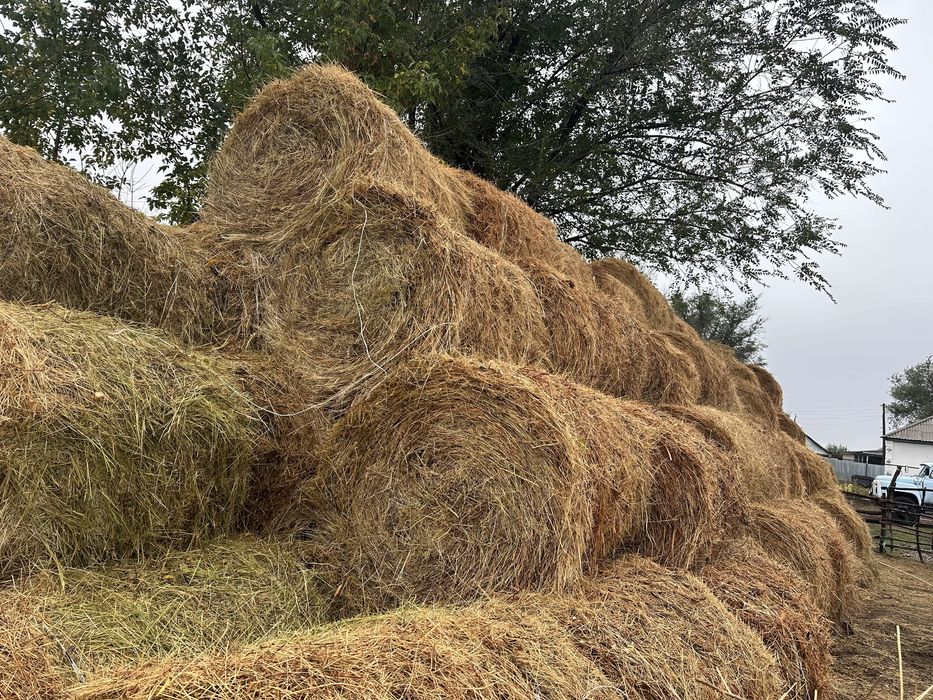 Рулон шөп сатамын 100 шт