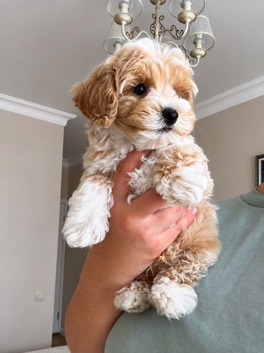 Maltipoo Mini Toy