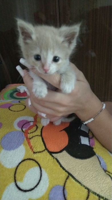Отдам в хорошие руки котенка 1.5 месяца