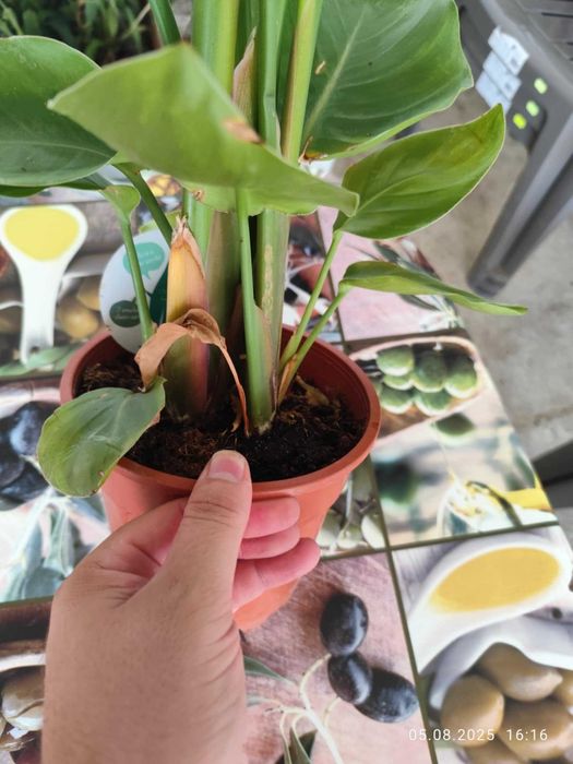 Стрелиция Налични 2 вида