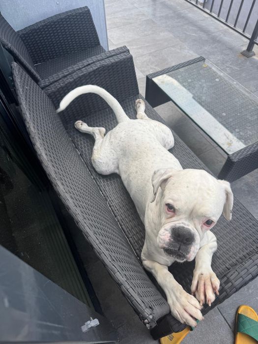 Dau spre adoptie caine Boxer