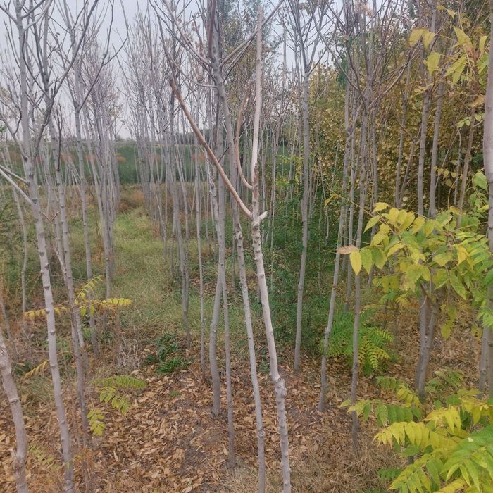 Manzarali daraxtlar tez va arzon narxlarda sotiladi