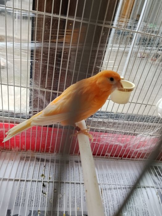 Sotiladi shmel moda ishlamagan hali