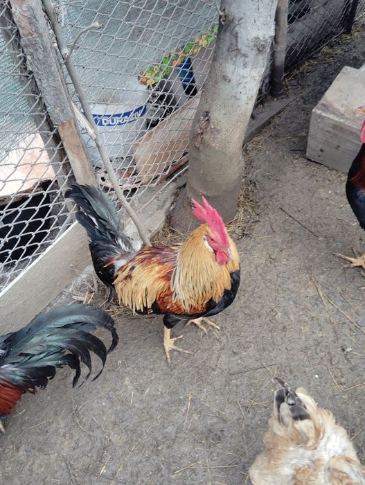 Vânzare oua de casa/ păsări crescute în libertate