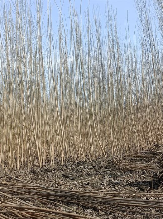 Terak kochatlar bor kaliforniya 2 yillik