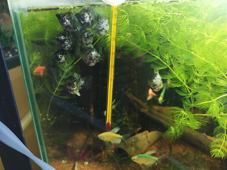 Продам Рыбок Аквариумных