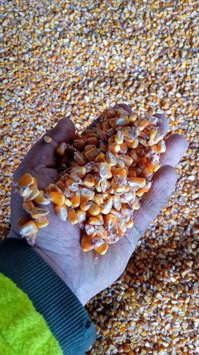 De vânzare  5 tone de porumb boabe uscat