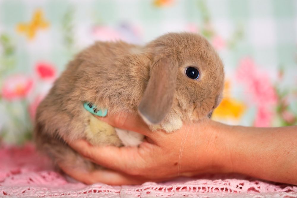 Кролики вислоухие питомник