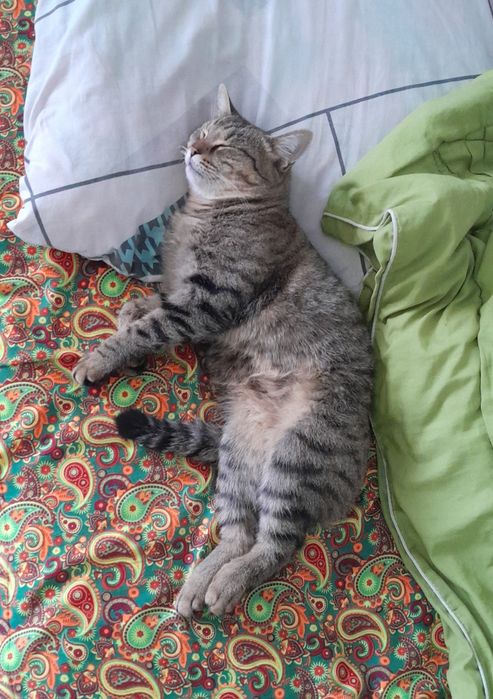 Кошка 1 годный ..