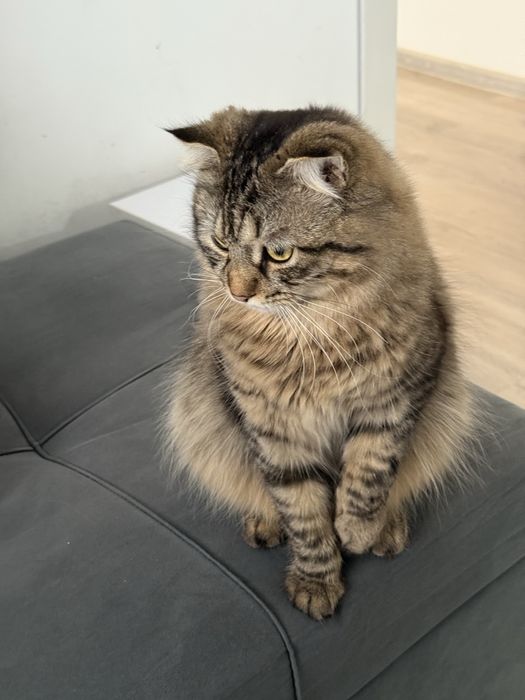 Отдаю кота в хорошие руки