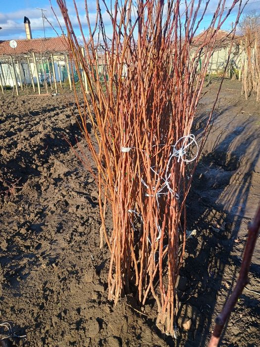 Овощен посадъчен материал 2025