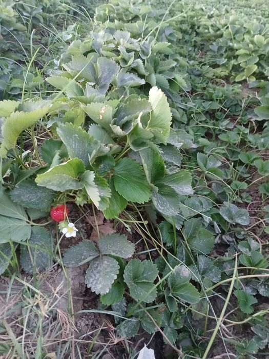 cler qulpnay kochatlaru