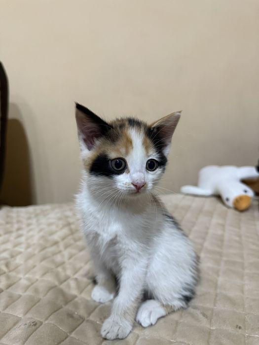 Домашние котенки