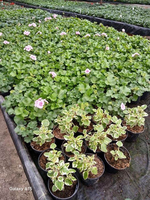 Vand flori de primavara