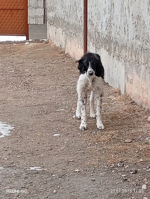 Продам щенков Тазы